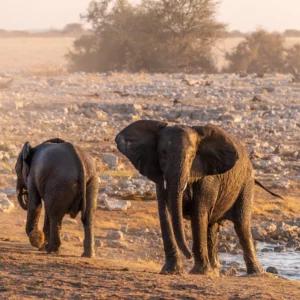 One Day Safari Kruger National Park guided game drive