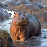 Guided Sabi Sands bush walk with expert safari guides