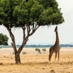 Guided Kruger Safaris & Transfers in open safari vehicle