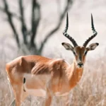 Private Guided Kruger Safaris & Transfers in open safari vehicle