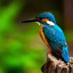 Sabi Sands private reserve safari near Kruger National Park