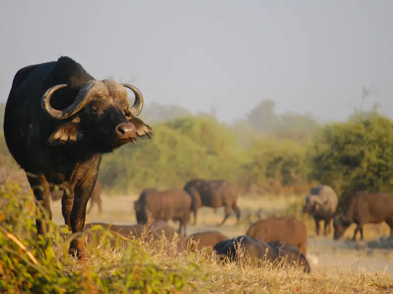 Mthunzi Kruger Safari and Transfers Shuttle Mthunzi Kruger Safari and Transfers Shuttle