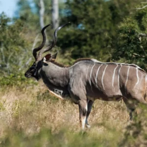 Private One Day Safari Kruger National Park for small groups