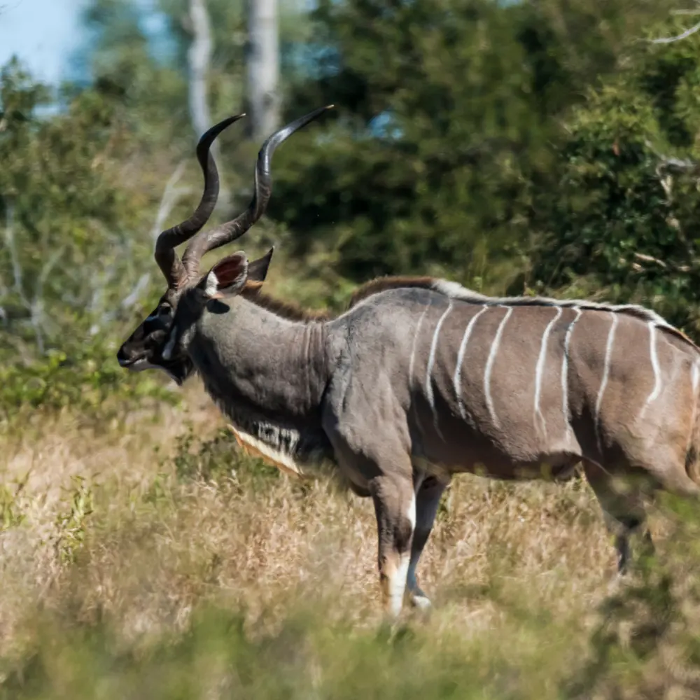 Private One Day Safari Kruger National Park for small groups