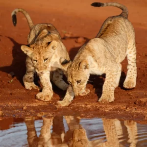Sabi Sands one day safari activity near Kruger National Park